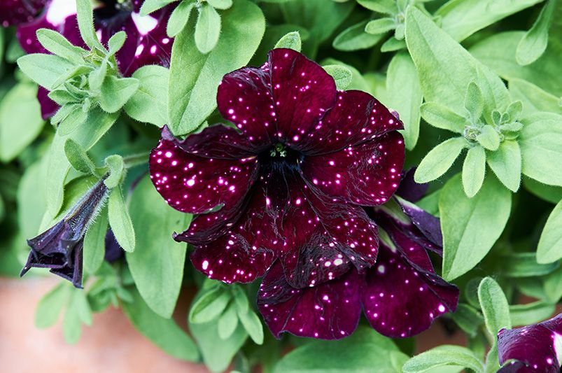 Petunia: The One Flowering Plant You Have to Get - Shrubhub