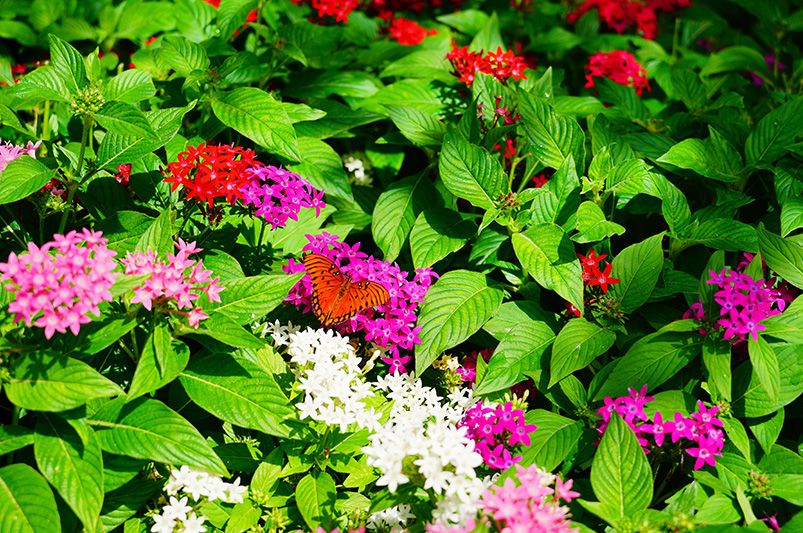 Transform Your Garden with Pentas - Shrubhub
