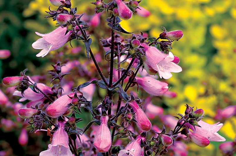 Georgia Landscaping Ideas for Your Yard - Shrubhub