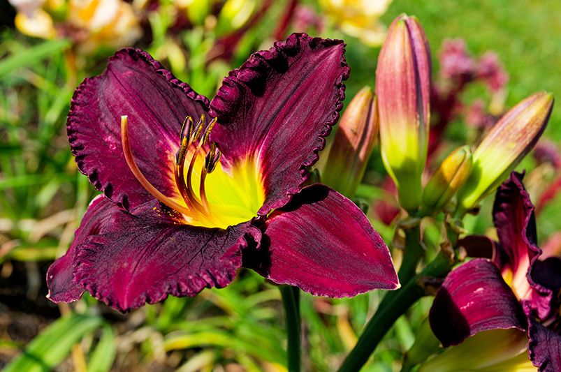 Colorful Blooms: Enhance Your Garden with Daylilies - Shrubhub