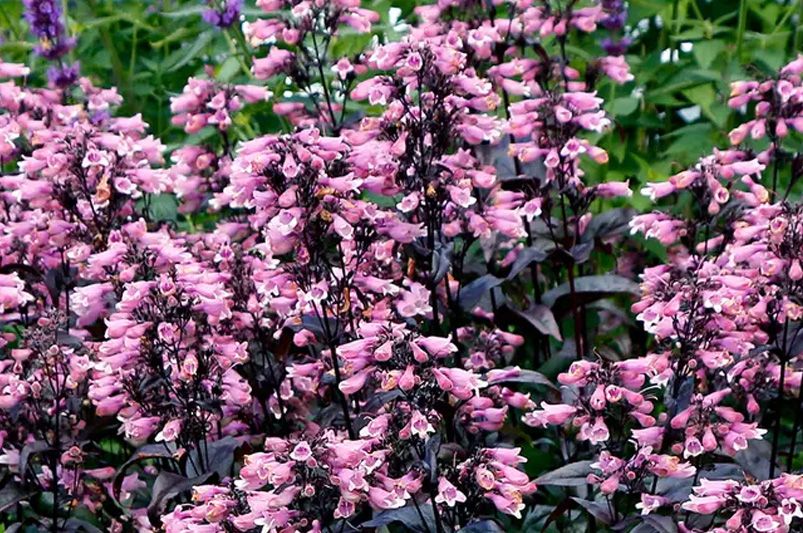 A Step-by-Step Guide for Growing Healthy Foxgloves - Shrubhub
