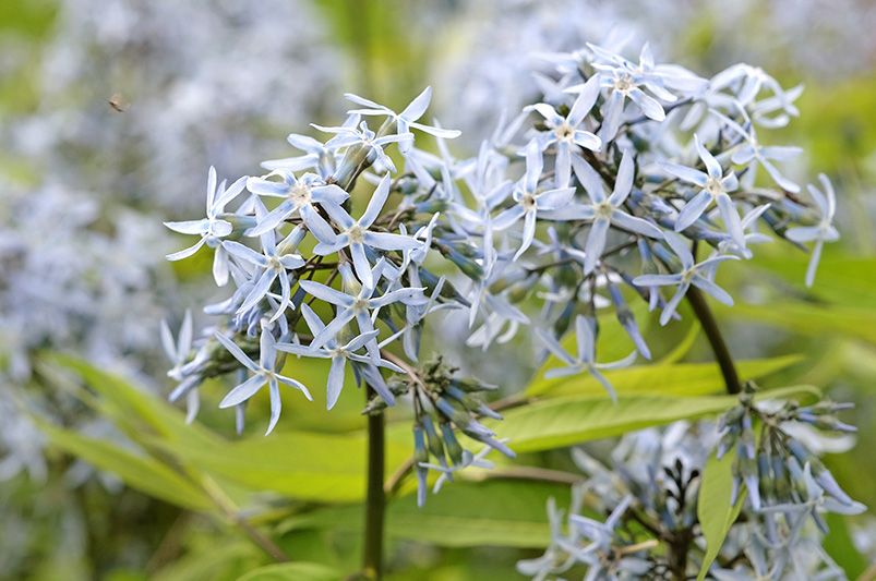 ShrubHub’s Guide to Starstruck Blue Star - Shrubhub