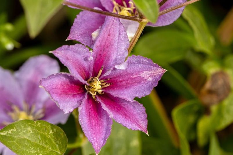 Clematis Unveiled: Expert Advice for Stunning Vines - Shrubhub