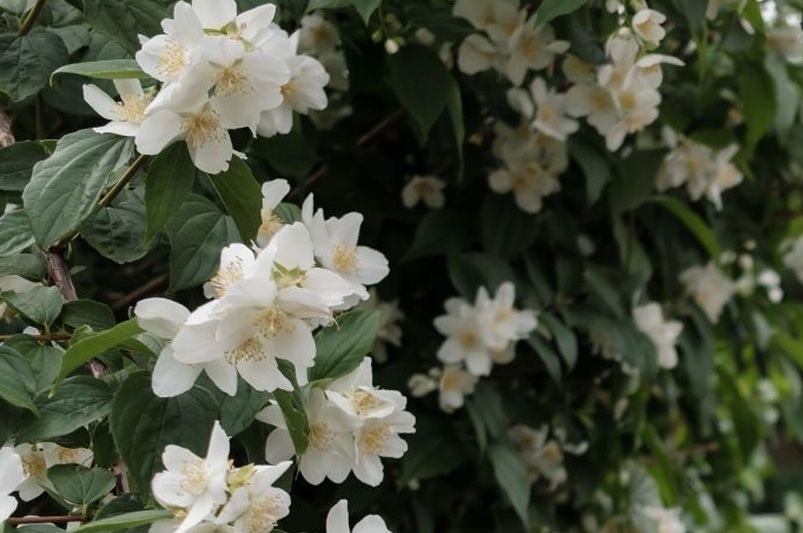 Clematis Unveiled: Expert Advice for Stunning Vines - Shrubhub