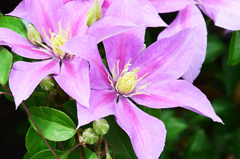 Clematis Unveiled: Expert Advice for Stunning Vines - Shrubhub