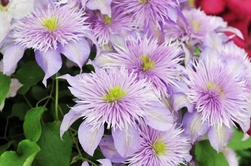 Clematis Unveiled: Expert Advice for Stunning Vines - Shrubhub