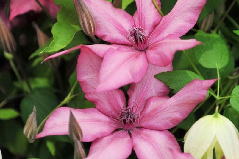 Clematis Unveiled: Expert Advice for Stunning Vines - Shrubhub