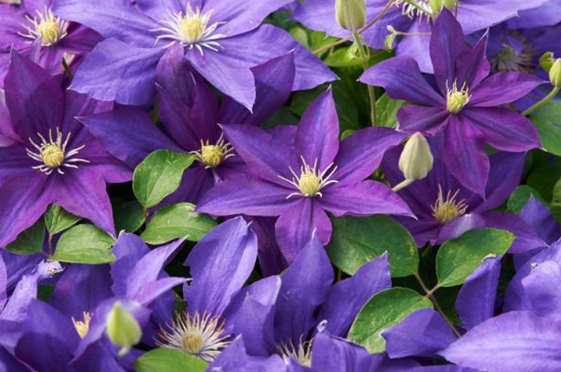 Clematis Unveiled: Expert Advice for Stunning Vines - Shrubhub