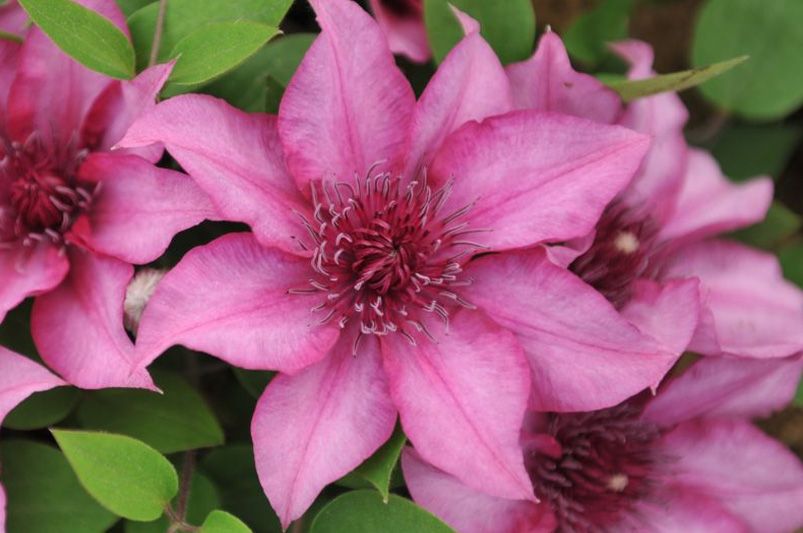 Clematis Unveiled: Expert Advice for Stunning Vines - Shrubhub