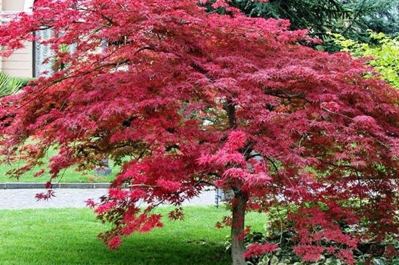 Why Red Maple Trees are a Garden Favorite - Shrubhub