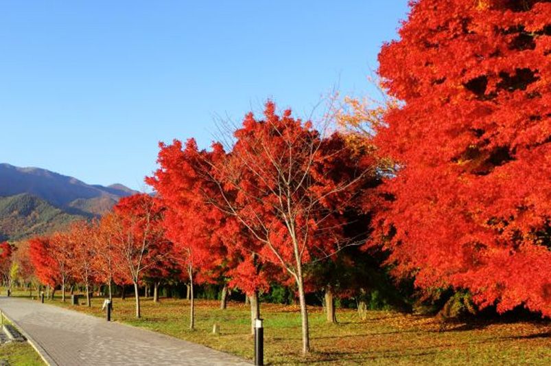 Why Red Maple Trees are a Garden Favorite - Shrubhub