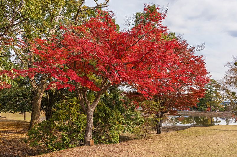Why Red Maple Trees are a Garden Favorite - Shrubhub