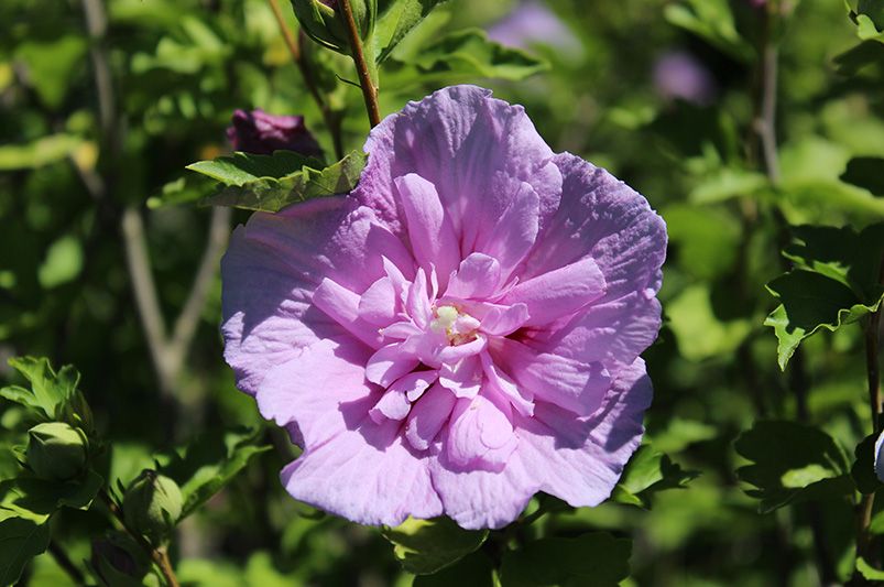 Austin Landscaping Ideas for Your Yard - Shrubhub
