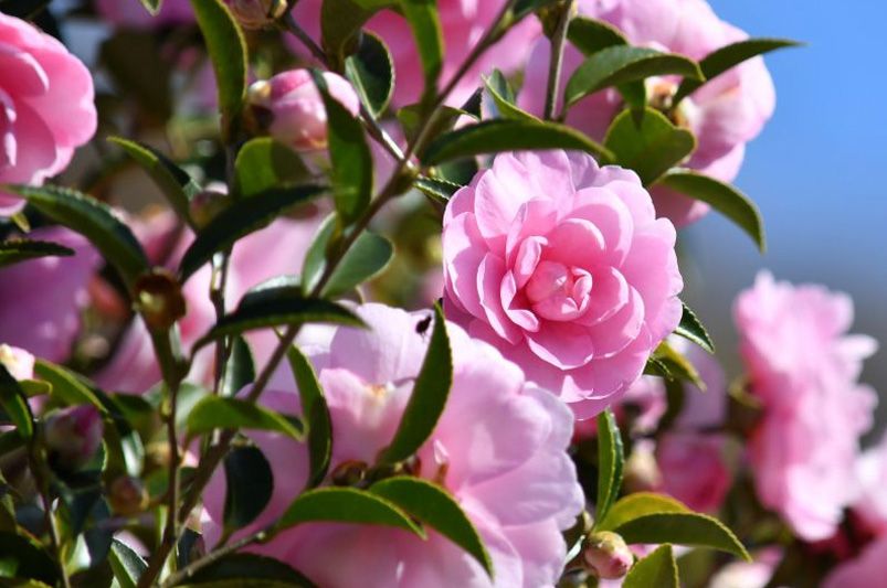 Beautiful Camellias for Every Garden – Varieties & Care Tips - Shrubhub