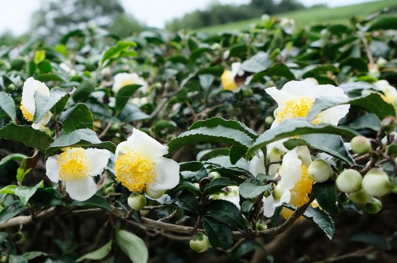 Beautiful Camellias for Every Garden – Varieties & Care Tips - Shrubhub