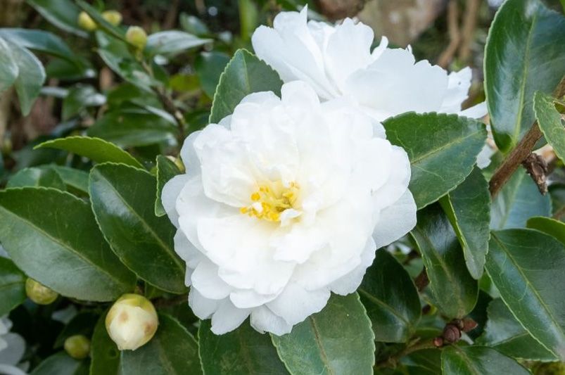 Beautiful Camellias for Every Garden – Varieties & Care Tips - Shrubhub