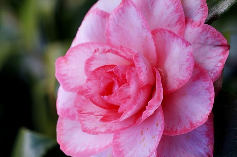 Beautiful Camellias for Every Garden – Varieties & Care Tips - Shrubhub