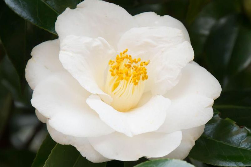 Beautiful Camellias for Every Garden – Varieties & Care Tips - Shrubhub