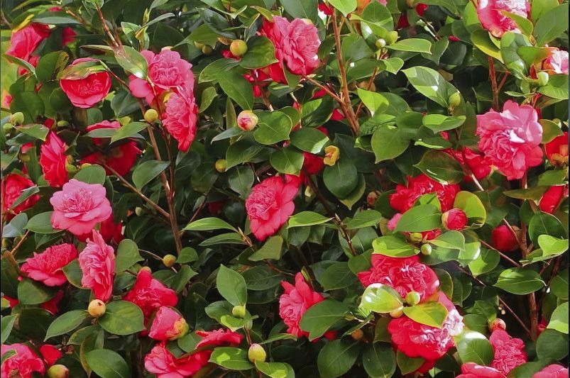 Beautiful Camellias for Every Garden – Varieties & Care Tips - Shrubhub