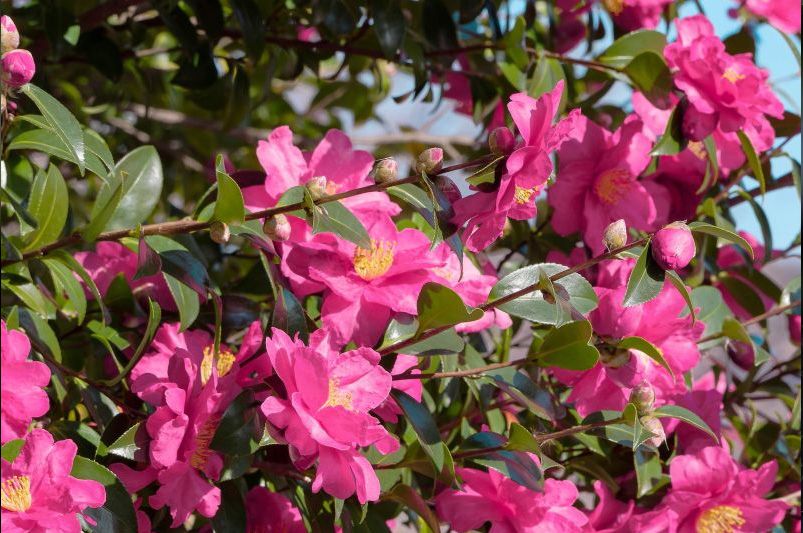 Beautiful Camellias for Every Garden – Varieties & Care Tips - Shrubhub