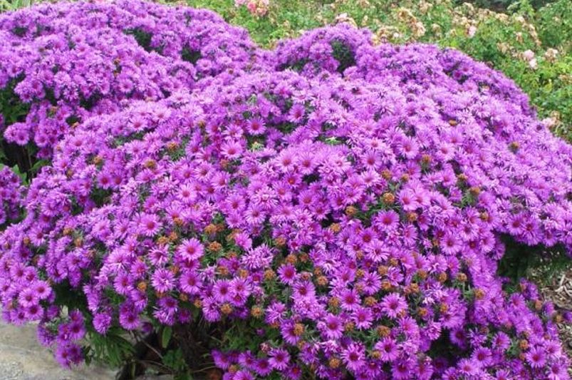 The Resplendent New England Aster - Shrubhub