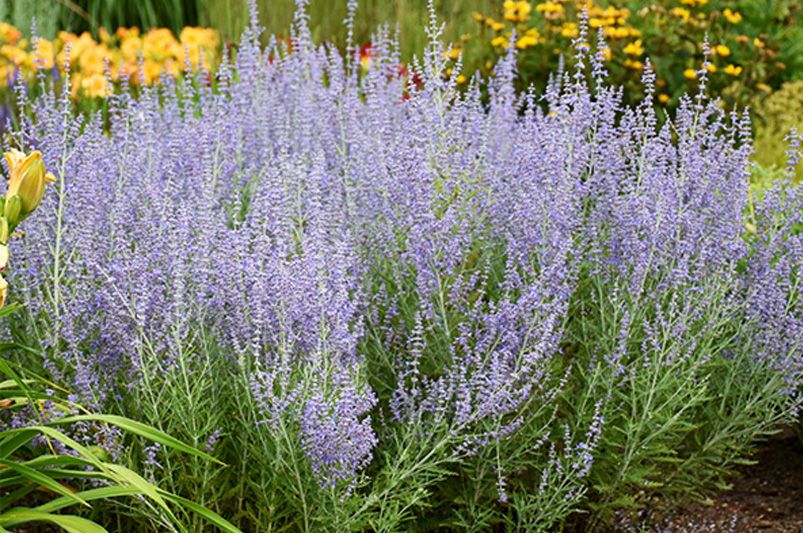 Revamp Your Outdoor Space with These Stunning Phoenix Landscaping Ideas - Shrubhub