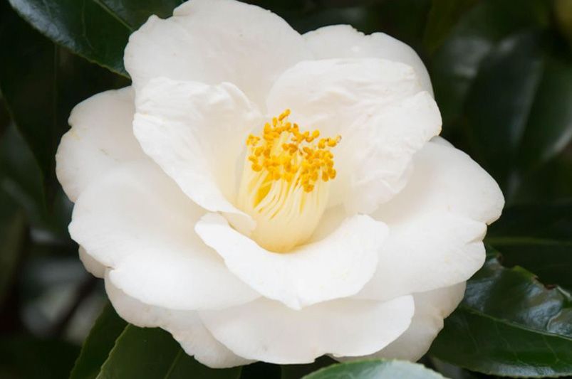 15 Dog-Safe Plants for a Pet-Friendly Garden - Shrubhub