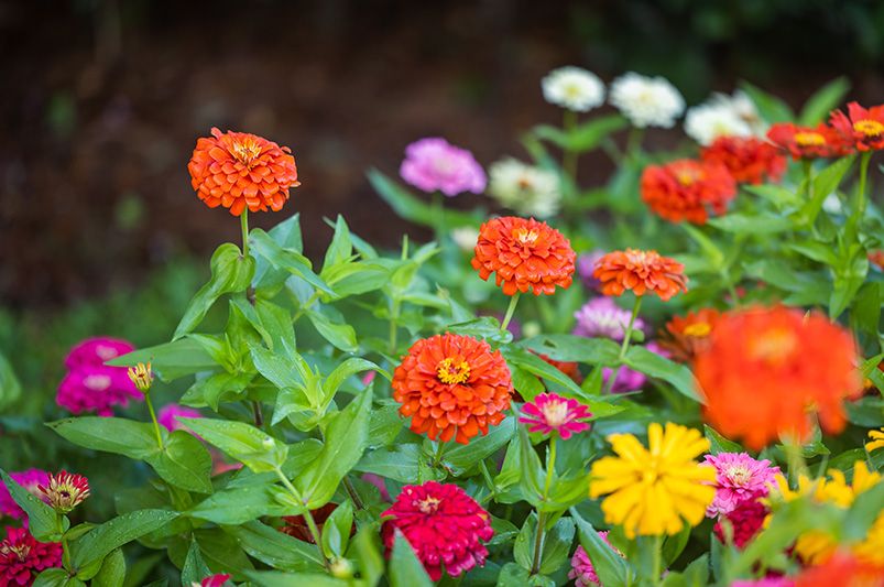 15 Dog-Safe Plants for a Pet-Friendly Garden - Shrubhub
