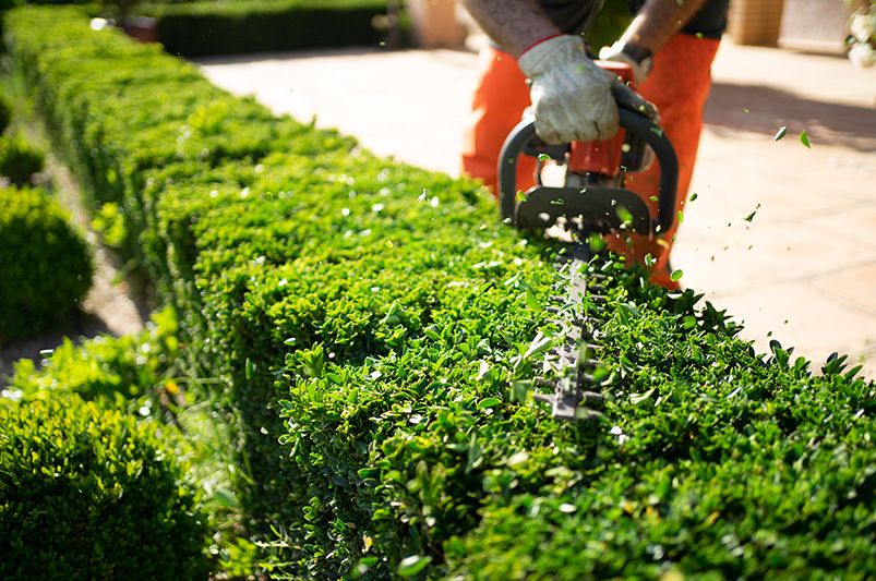 Essential Tips for Trimming Hedges: A Beginner's Guide - Shrubhub