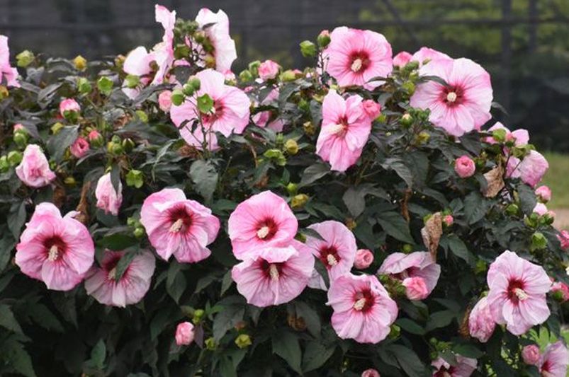Expert Tips for Hibiscus Tree Winter Care Shrubhub ShrubHub