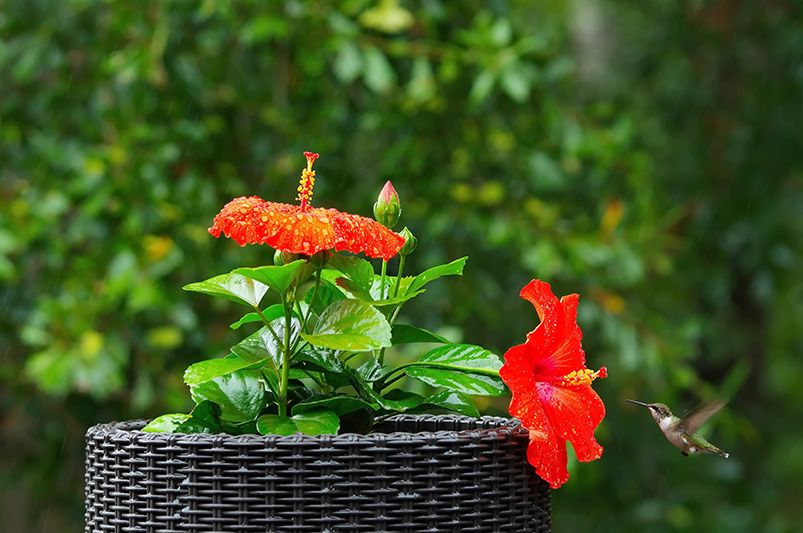 Best Practices for Hibiscus Tree Winter Care - Shrubhub
