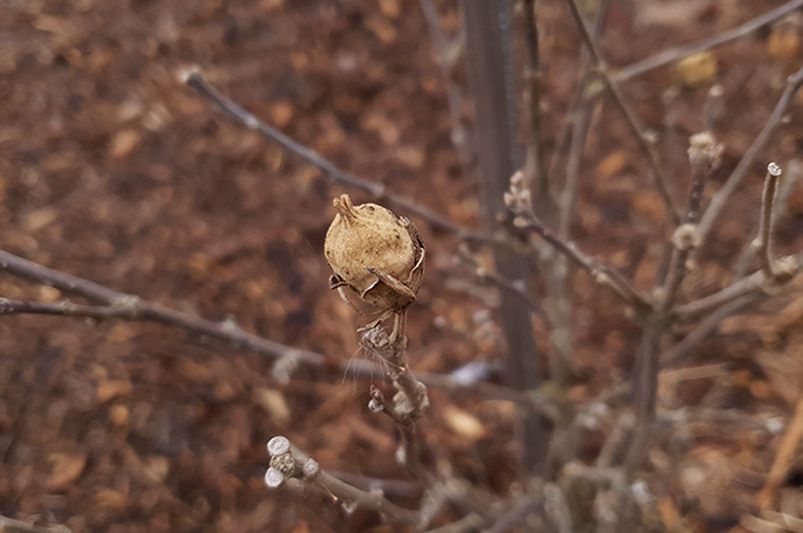 Best Practices for Hibiscus Tree Winter Care - Shrubhub