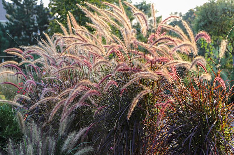 The Best Fall Plants for a Vibrant Autumn Garden - Shrubhub