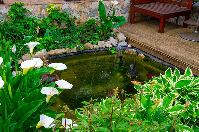 10 Reasons Adding Ponds Benefits Your Garden - Shrubhub
