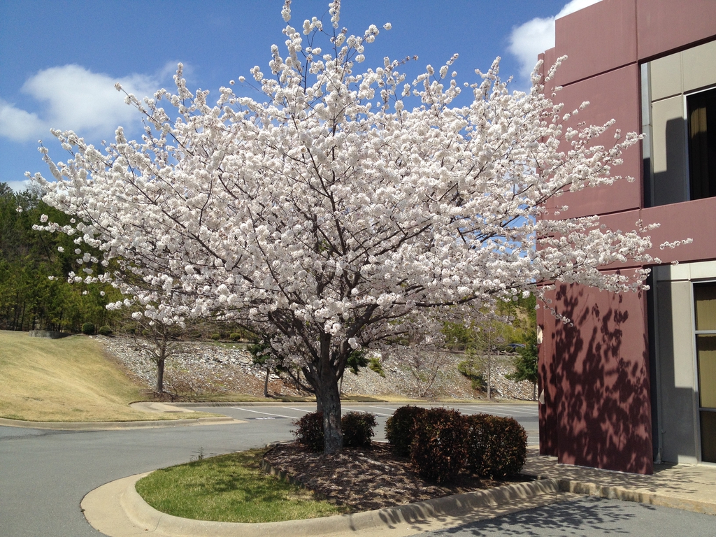 cherry_tree.jpe