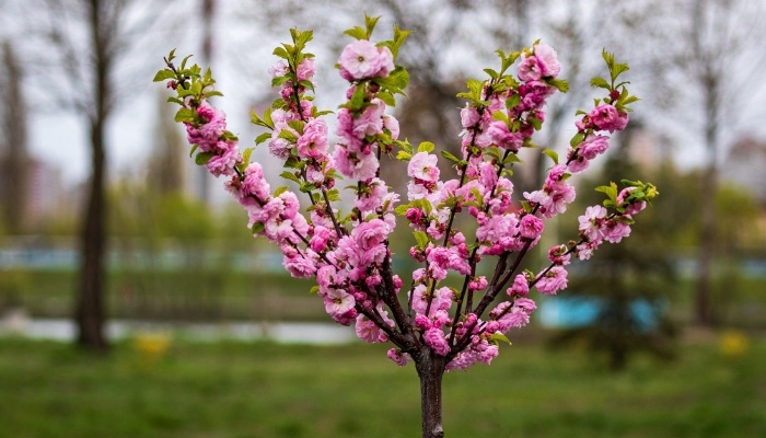 cherry_tree_care.jpg