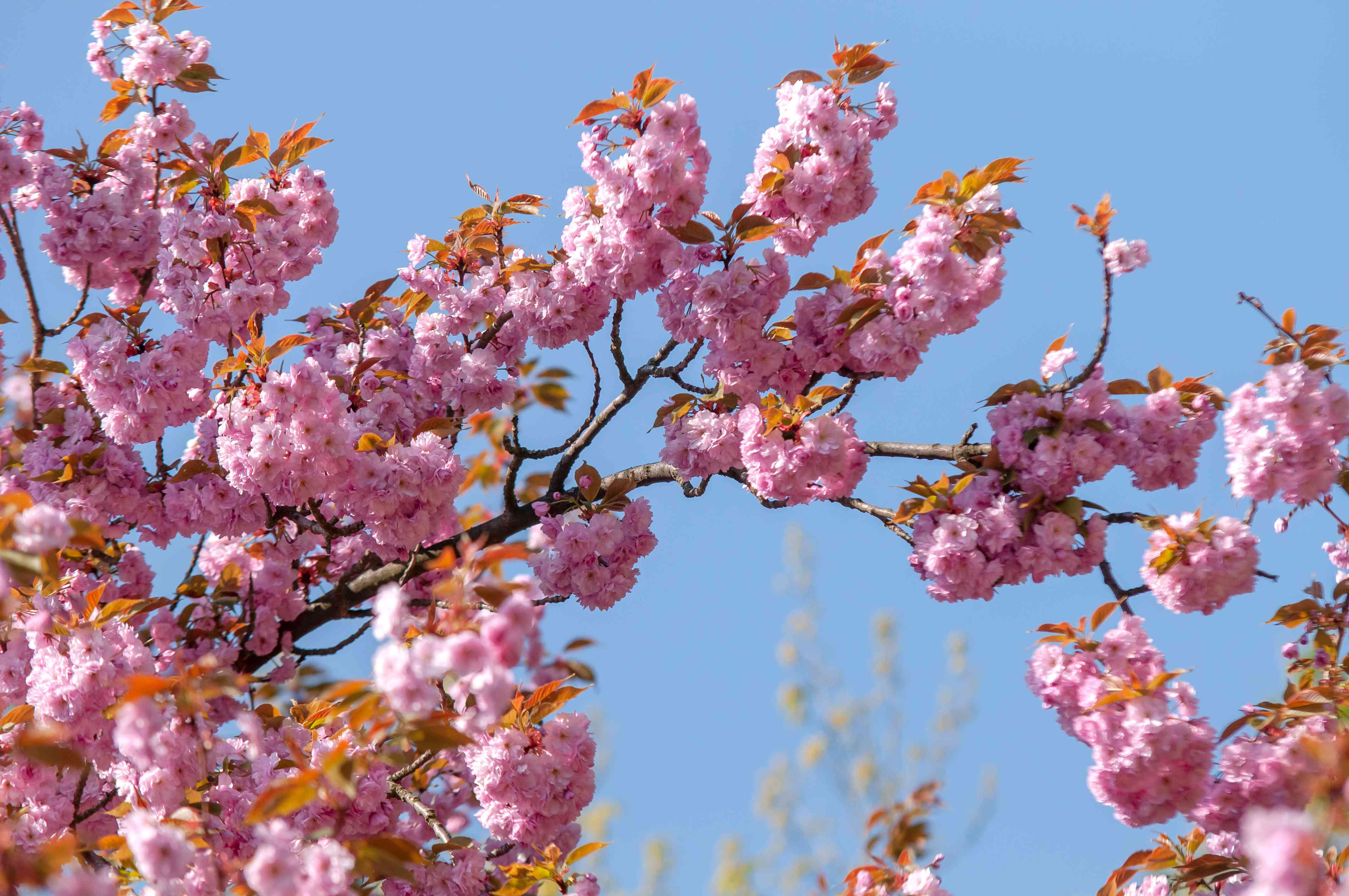 cherry_tree_uses.jpg