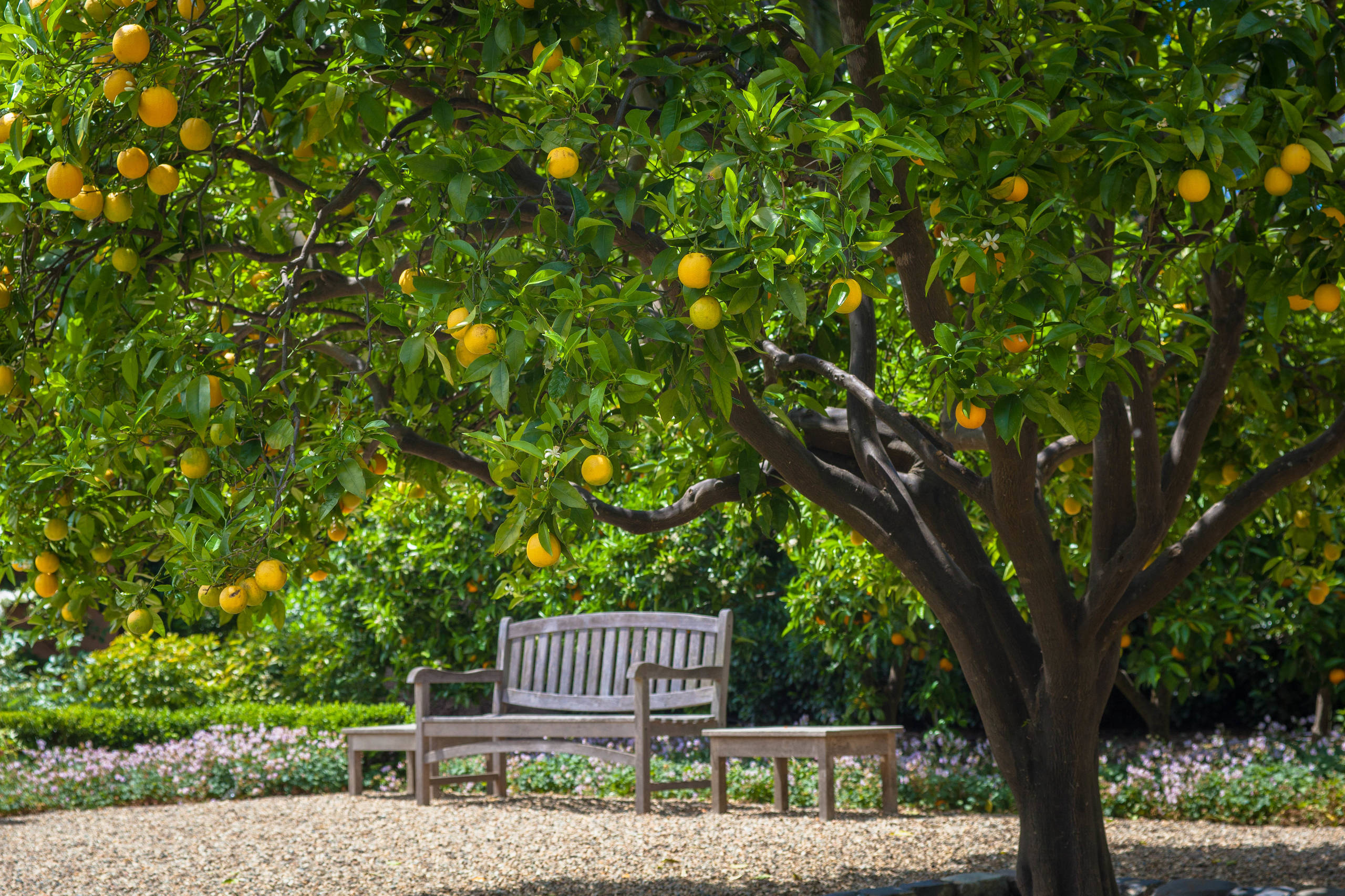 citrus_tree.jpg