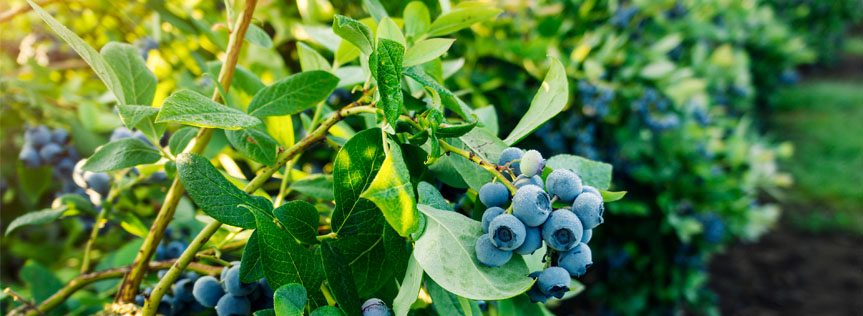 blueberry.jpg