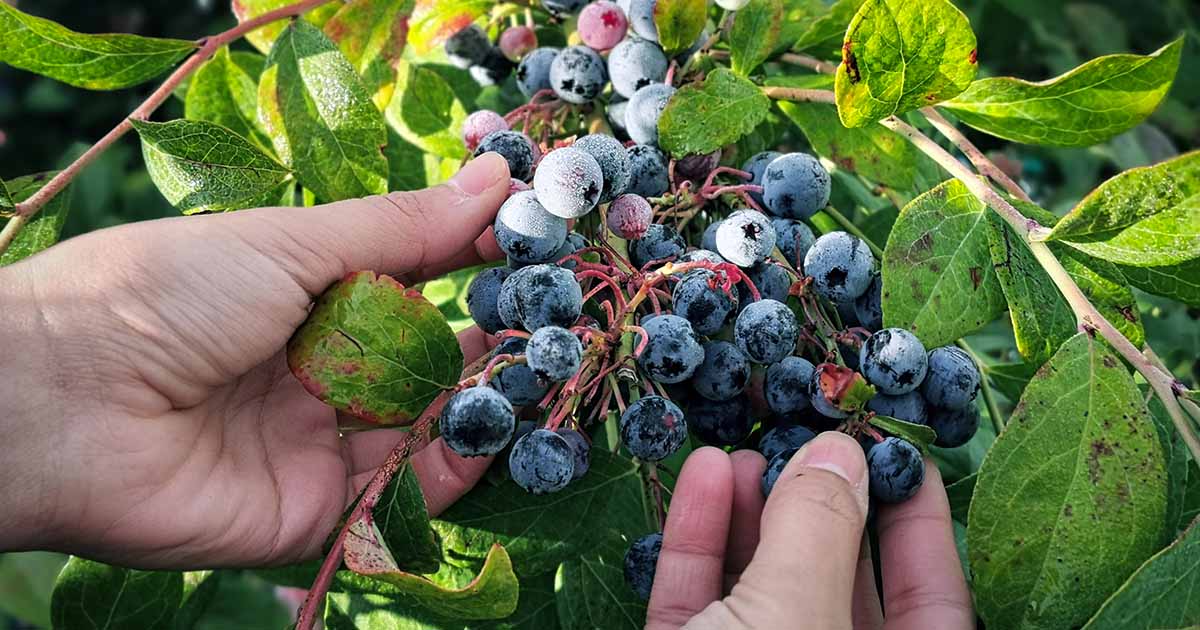 blueberry_uses.jpg