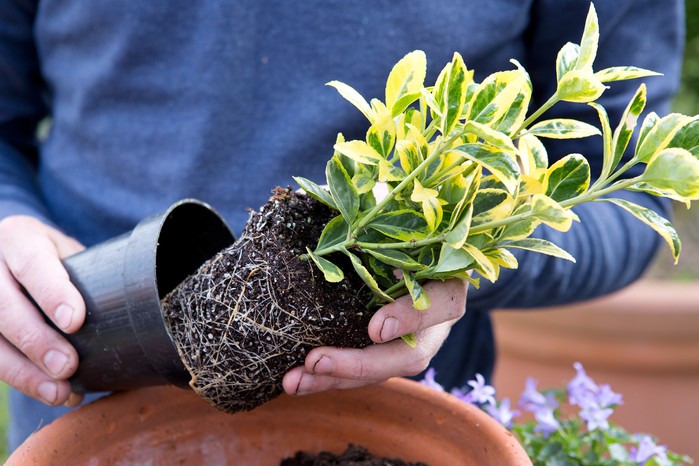 euonymus_care.jpg