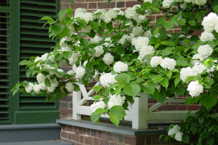 snowball_bush_1.jpg