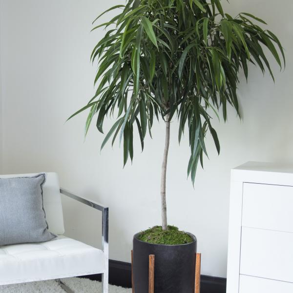 Banana Leaf Fig image