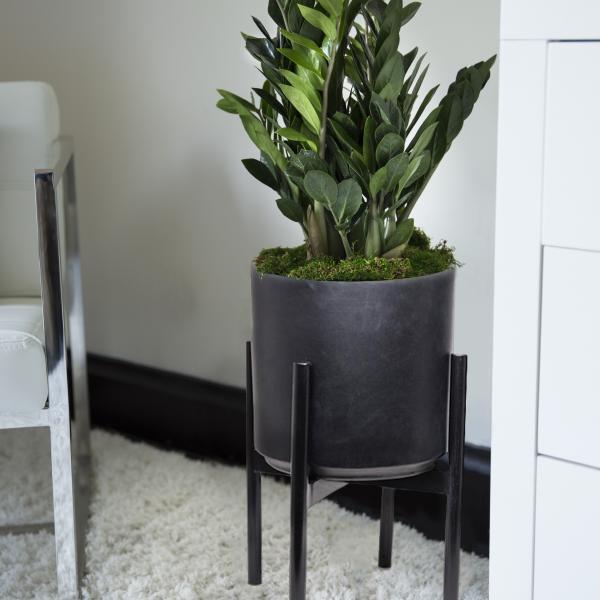 Large Zz Plant image