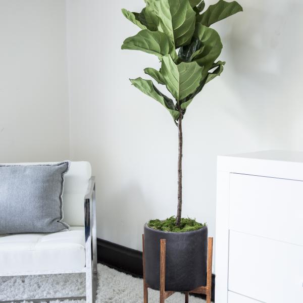 Small Fiddle Leaf Fig Tree image