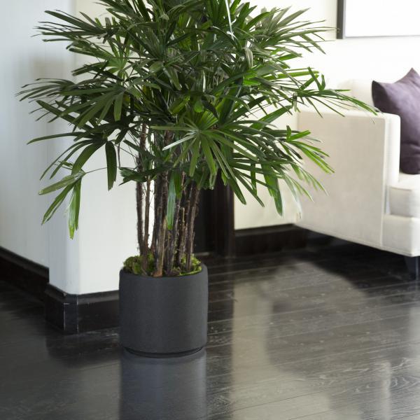Small Rhapis Palm image
