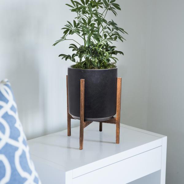 Small Schefflera Plant image
