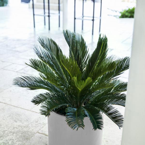 Small Sago Palm image