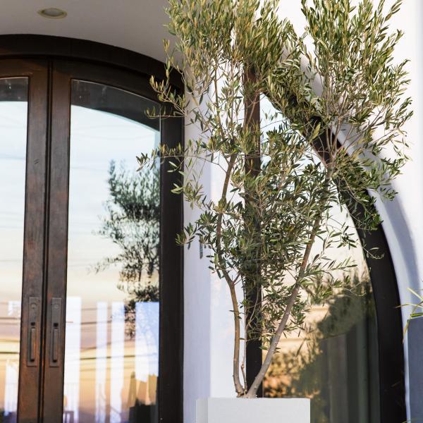 Wilson Olive Tree image