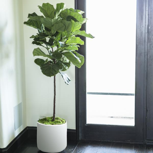 Medium Fiddle Leaf Fig Tree image
